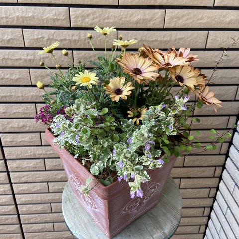 ⚠︎︎𝑆𝑂𝐿𝐷 𝑂𝑈𝑇⚠︎︎元気カラーな寄せ植え♪