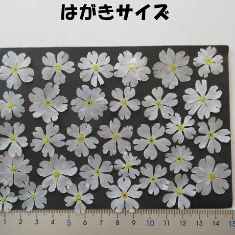 押し花　素材　花いろいろ(桜草)(３１枚)　８６９