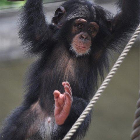かわいい動物のポストカード・チンパンジー（９）