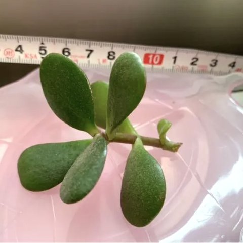 花月 多肉植物 幸運💓金運💗