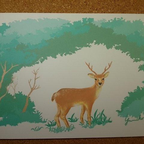 森の中の鹿 3枚【ハガキ】