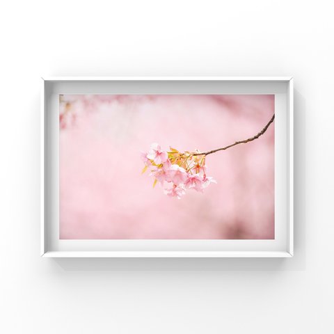 写真のある豊かな暮らし【桜の中にサクラ咲く】　ポストカード