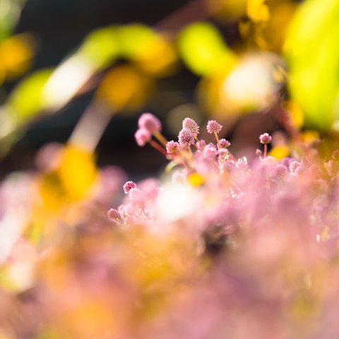 『植物世界』写真のある暮らし