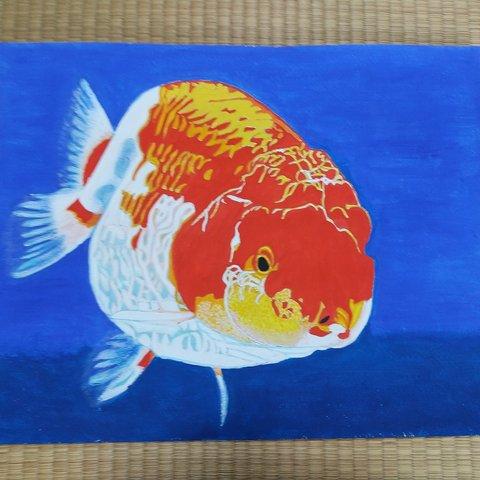 自分をみつめて！金魚原画F６号