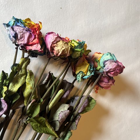 ドライフラワー　花材　素材　単品✿レインボー薔薇5本セット✿