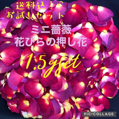 送料無料！ミニ薔薇♡花びらの押し花1.5gセット★ミニバラ 花弁　ドライフラワー★花材　素材★レジン加工でアクセサリーやオルゴナイト等の小物作りに★ハーバリウム　ハンドメイド作品に★送料込み！サービス