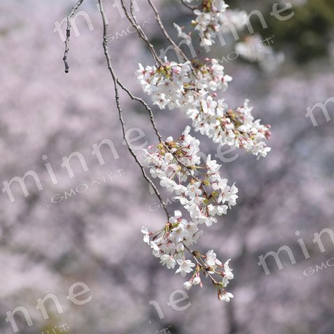 A5m098 春風の桜、そめいよしの