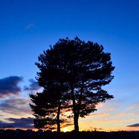 写真のある豊かな暮らし【大きな樹・夕焼け空】