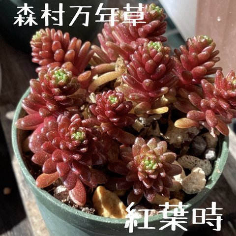 森村万年草 カット苗