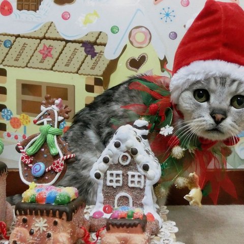 スイート・クリスマス　猫のクリスマスカード（2枚選択）