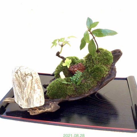 苔盆栽(苔島唐から来た鑑真)