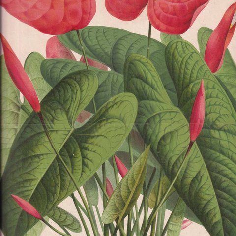 フランスアンティーク 博物画 植物画『ANTHURIUM　ANDRAEANUM　アンセリウム』 多色刷り石版画　ボタニカルアート