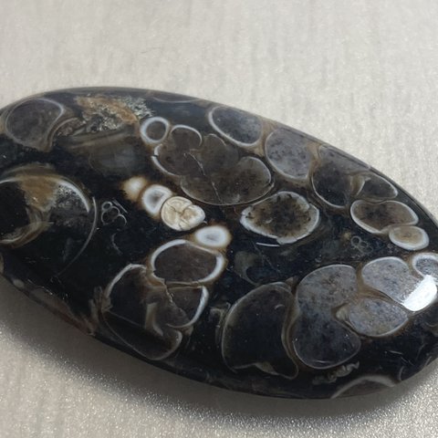 天然石ルース  ツリテラアゲート　巻き貝の化石のルース  オーバル