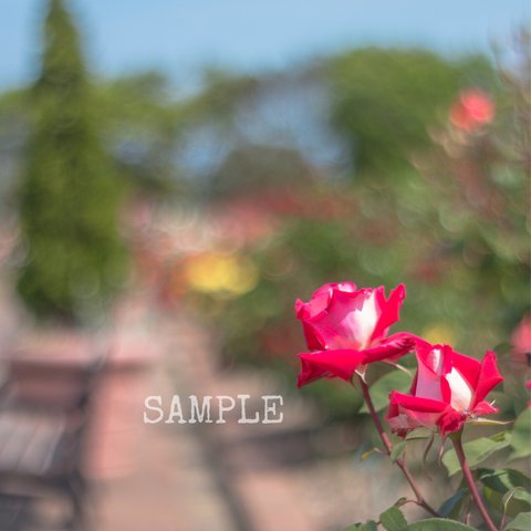 「Rose garden」A4サイズ写真⑳