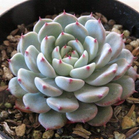 多肉植物　"ホワイトミニマ"