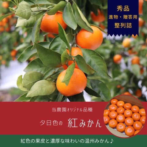 当農園オリジナル品種 夕日色の 紅みかん 5kg超え　（Lサイズ）40個　整列詰め 進物用 贈答用 マルチ栽培 農園直送