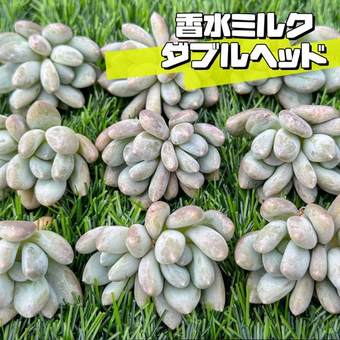 新入荷 大人気 多肉植物 エケベリア 香水ミルク 雙頭 超美苗 レア種