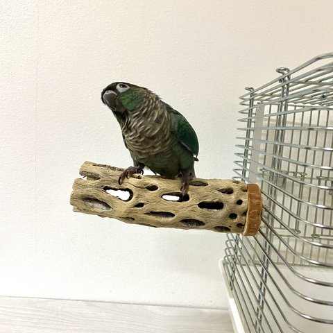 【展示用】鳥 とまり木  カクタスパーチ（サボテンのとまり木）インコ　自然木パーチ