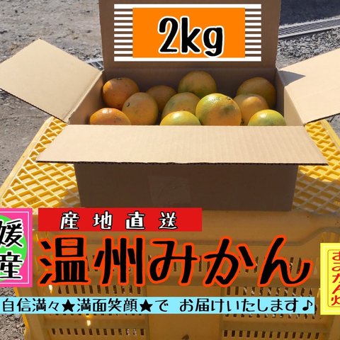 【四国 九州 本州のお客様用】フルーツ果物くだもの果実みかん柑橘《温州みかん／えひめ産》