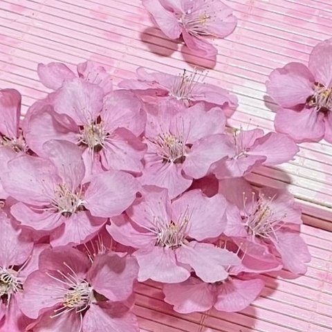 macoronのお花畑で咲いた美しい濃いピンクの「河津桜」のドライフラワー30 冠‼️