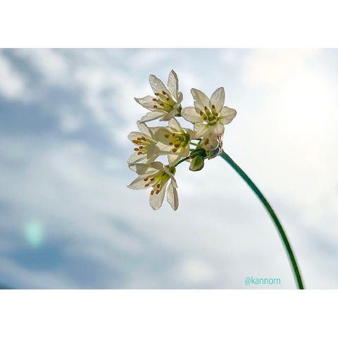 空と花の写真データ