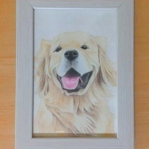 犬　色鉛筆画　原画