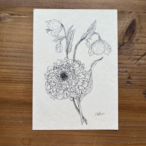 ochai 手描きイラスト　ペン画　花