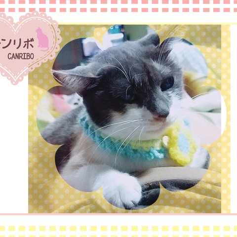 猫ちゃんのお写真🌸sachibooooch様