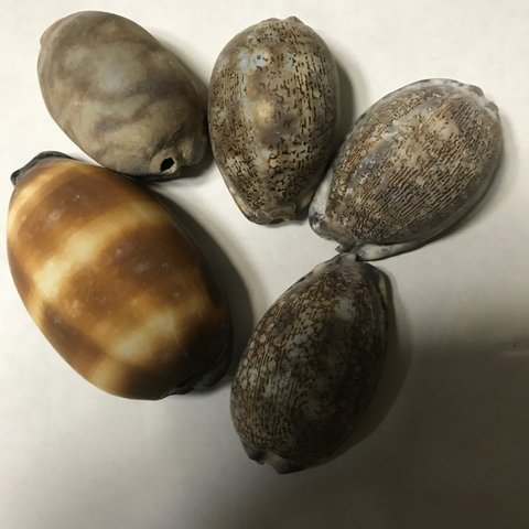天然の貝殻
