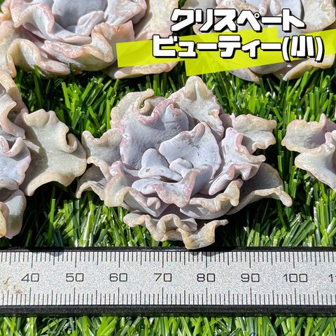 新入荷 大人気 多肉植物 エケベリア アビュ 超美苗 レア種