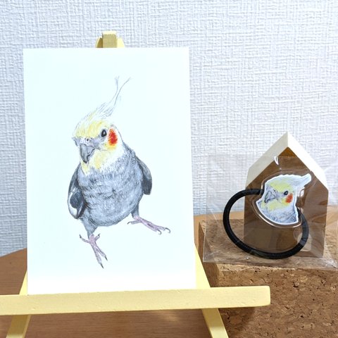 【在庫限り残2個】オカメインコのヘアゴムとポストカードのセット 手描きイラストUV印刷 アクリル