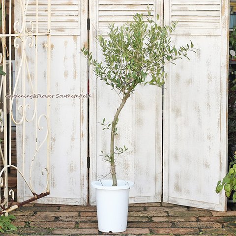 🌷庭木樹木 オリーブの木 ルッカ 7号 120cm シンボルツリー 玄関 ベランダ 鉢植え🌷
