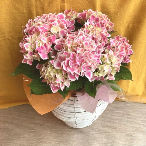 一点物【母の日鉢物】お花を長く楽しみたいお母さんへ♡　鉢セット　花苗・器・ラッピングセット／アジサイ　ハワイアンファーストレディ