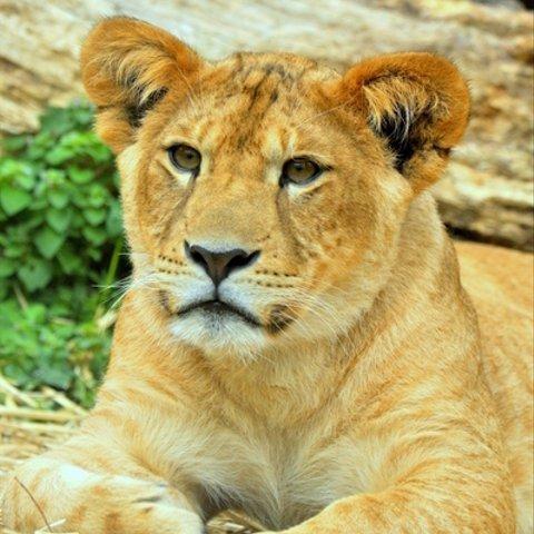 かわいい動物のポストカード・ライオン（１０）