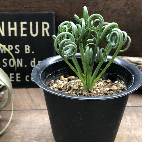 アルブカ♡スピラリス♡くるくる♡希少♡多肉植物♡ガーデニング