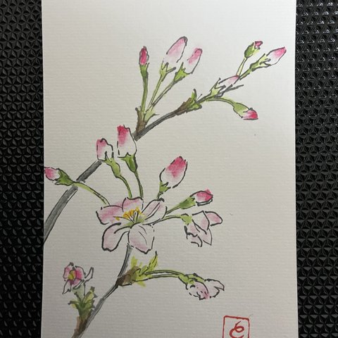 絵手紙』季節の植物（桜②）