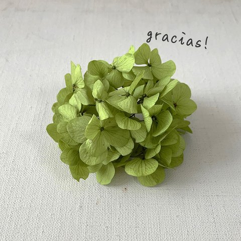 再入荷！　Gracias! あじさい・ピスタチオグリーン【 プリザーブドフラワー】グラシアスあじさい〈アジサイ　紫陽花〉