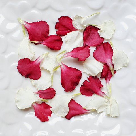 ☆ドライフラワー☆　カーネーションの花びら　赤&白　　　　花材　素材　無着色
