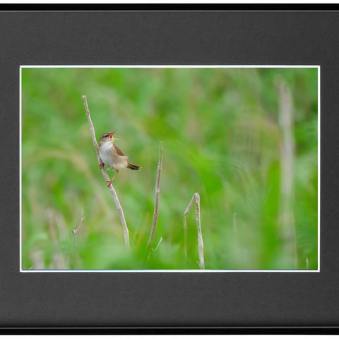 Ａ４高級フォトフレーム野鳥写真その９