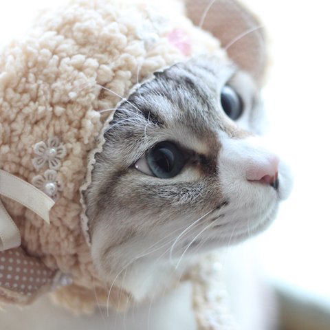 可愛い猿にゃん　ビスケット