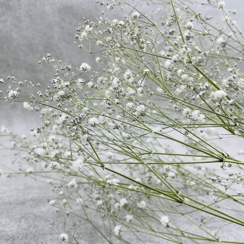   【何点買っても送料800円対象】北海道のお花屋さんが作るドライフラワーシリーズ　かすみ草3本　手作り素材としていかがでしょうか