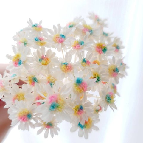 ホワイトレインボー ✨スターフラワーブロッサム❁  20本 　花材    ドライフラワー プリザーブドフラワー ハーバリウム