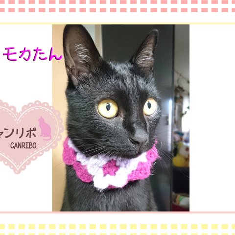 猫ちゃんのお写真🌷03068372様