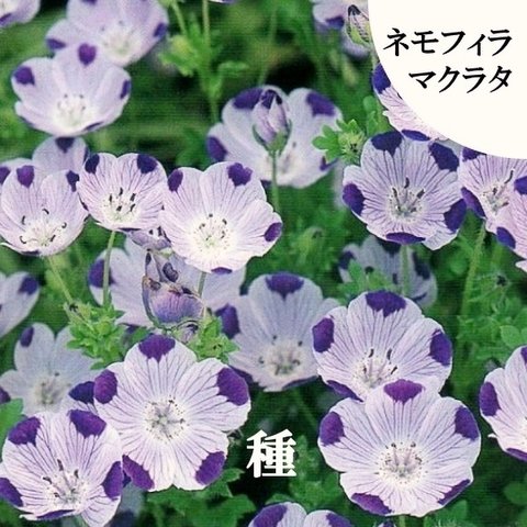 寒地・寒冷地向き　春まき花の種　ネモフィラ・マクラタ　50粒　一年草