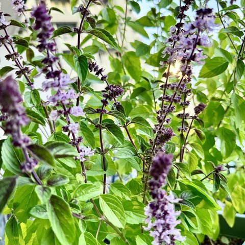 入手困難　株分け　アフリカンブルーバジル　苗　お花も香りも素敵‼️ ポプリ最適🎵　寒さ強し　耐寒0度　バジル