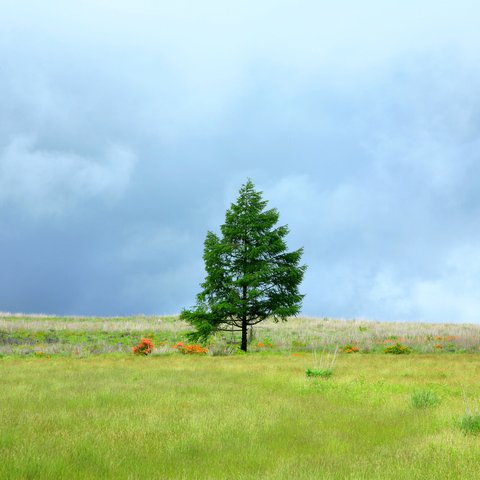 草原の唐松