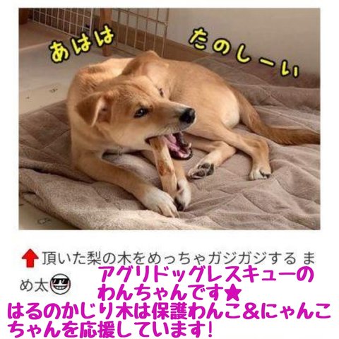 ☆犬のおもちゃ犬用パピイガム、国産歯固め梨の木、超小型犬〜超大型犬向きまで☆