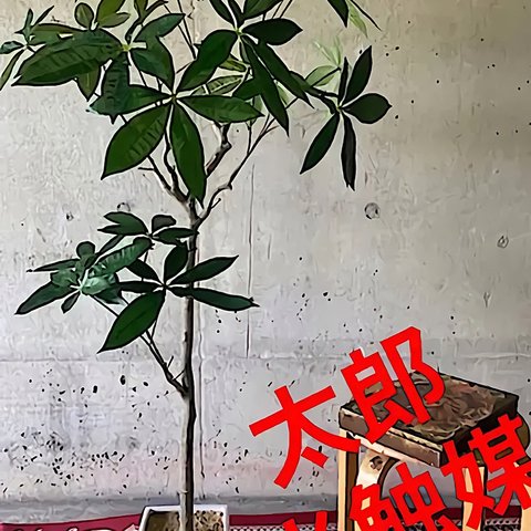 光触媒人工観葉植物ウォールグリーンフェイクフラワーハンドメイド　パキラ140