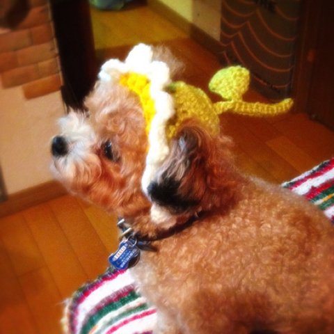 お花の犬用ニット帽 Mサイズ