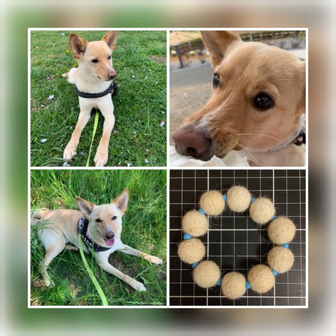 【オーダーメイド】大切な愛犬の毛でお作りします【犬の毛】